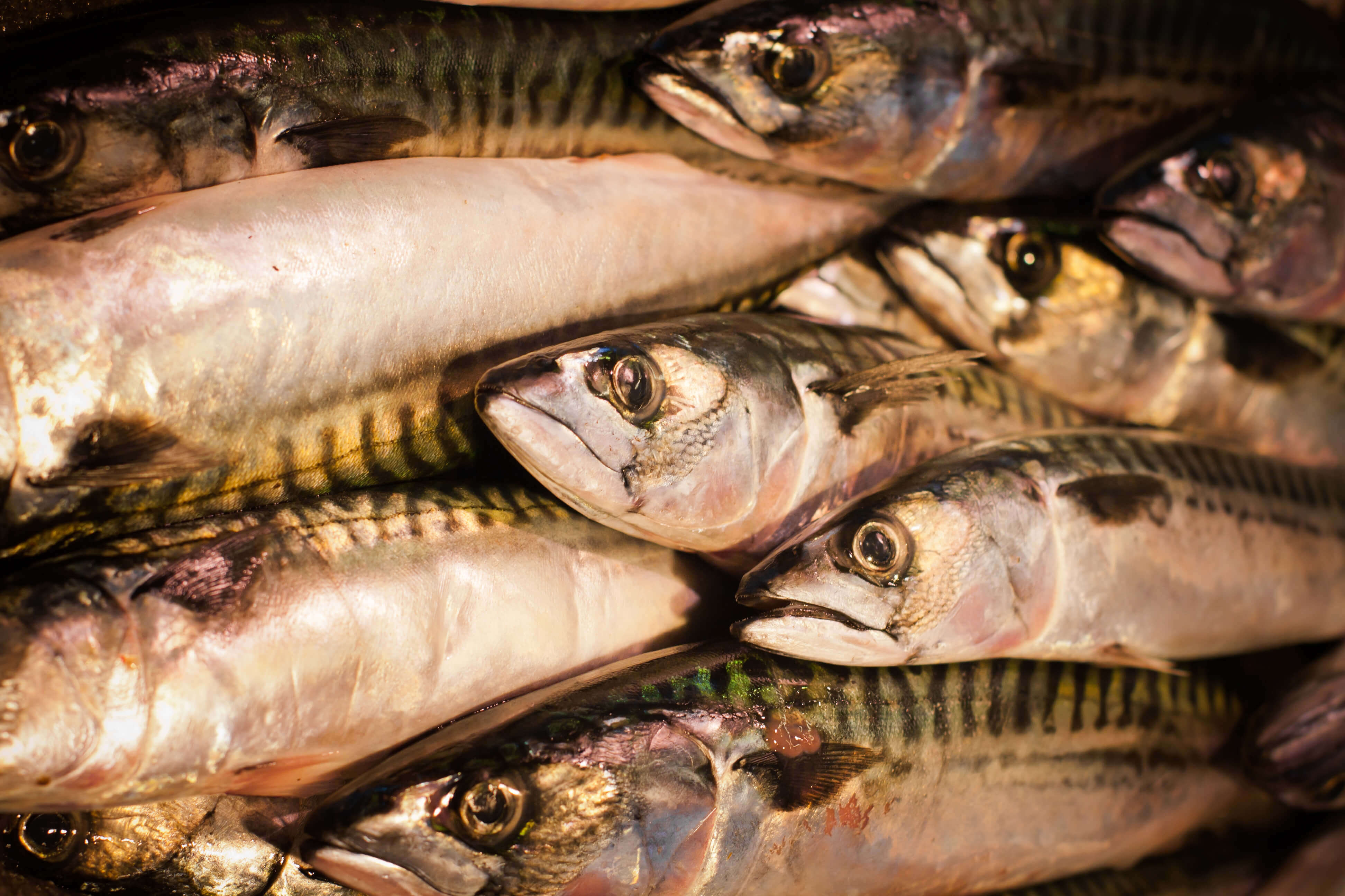 Les poissons et autres animaux marins