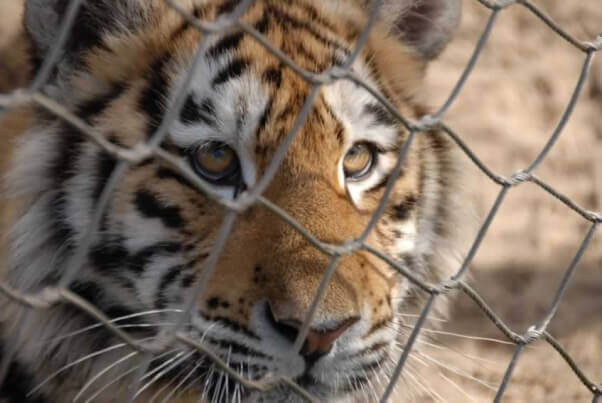 Est-il éthique de garder des animaux sauvages en captivité? - La Libre