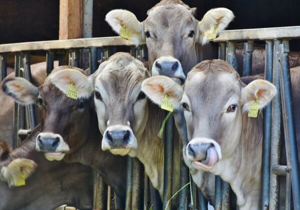 10 raisons pour lesquelles le lait est un vrai cauchemar