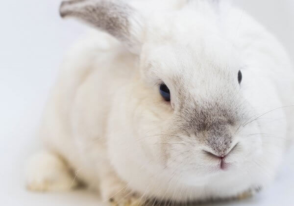 Des centaines de scientifiques apprennent comment éviter de faire souffrir les animaux dans des tests douloureux