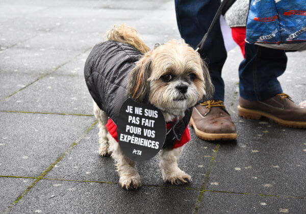 Ce que PETA France a accompli pour les animaux en 2018