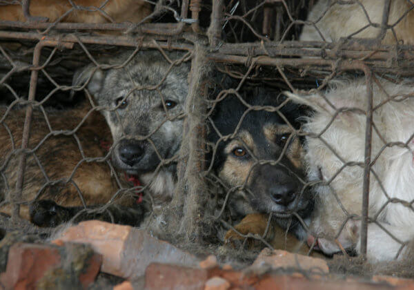 Le festival de la viande de chien de Yulin s’est ouvert cette semaine – pour la dernière fois, espérons-le