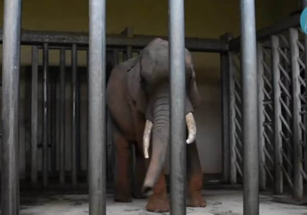 Les zoos en France : la captivité, c’est l’enfer pour les animaux