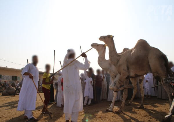 MISE À JOUR : Trois personnes accusées d’avoir torturé des dromadaires en Égypte suite aux révélations de PETA