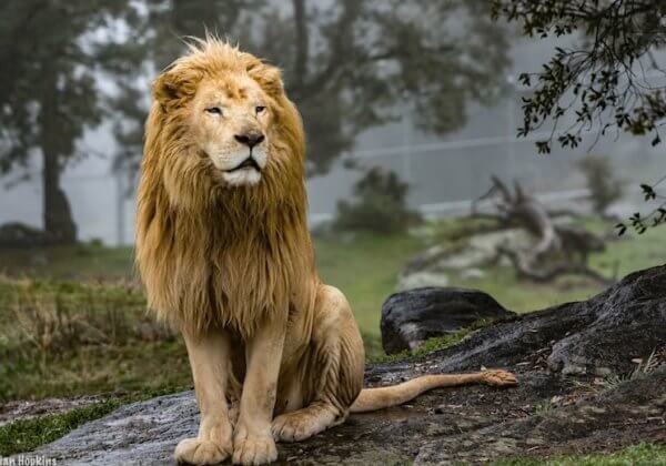 Un lion parrainé en l’honneur de Jon Favreau pour son « Roi Lion » en images de synthèse