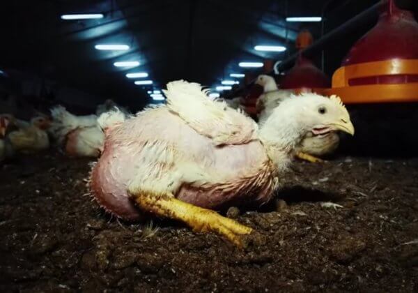 Voici à quoi ressemble un élevage de poulets en France