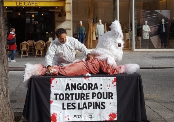 Un « lapin » mutilé lors d’une mise en scène sonore pour dénoncer la violence de l’angora