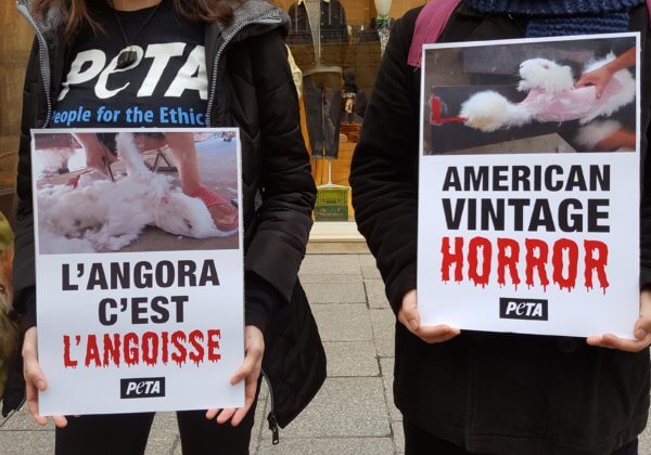 Pour Halloween, des militants de PETA rappellent toute l’horreur de l’angora