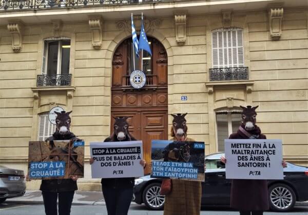 Des « ânes » protestent devant les ambassades grecques en France et dans le monde entier