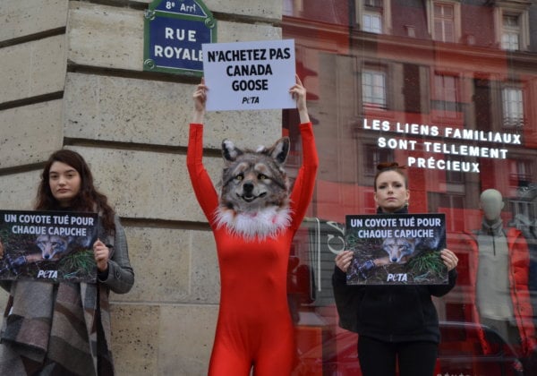 Un « coyote » piégé et ensanglanté proteste contre l’ouverture du premier magasin Canada Goose parisien