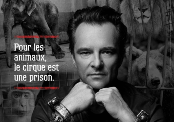 Chaînes aux poings, David Hallyday dénonce la cruauté des cirques avec animaux