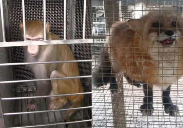 PETA ne ralentit pas ses missions car les animaux ont encore besoin de notre aide