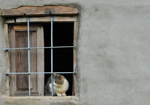 Comment prendre soin de ses animaux en période de confinement