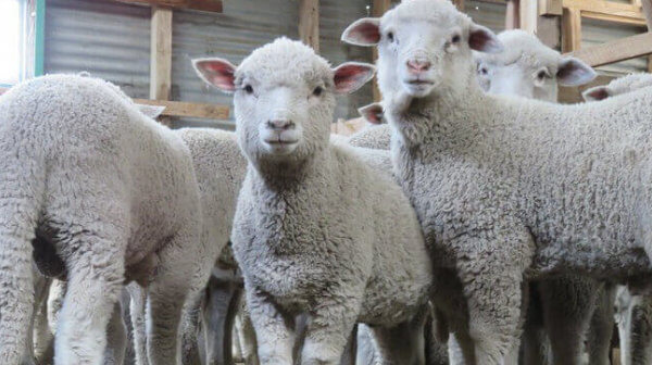 PETA États-Unis investit dans le futur des moutons et des chèvres pendant la crise du marché boursier