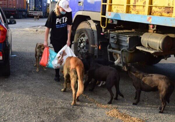 Beyrouth : des animaux sauvés par PETA Royaume-Uni et des associations locales