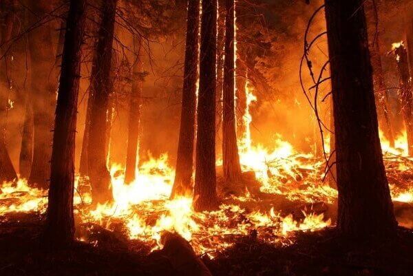 La forêt amazonienne sera-t-elle entièrement détruite à cause de la viande ?