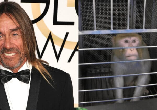 Iggy Pop fait don d’une chanson à PETA pour mettre fin aux cruelles expériences sur les singes