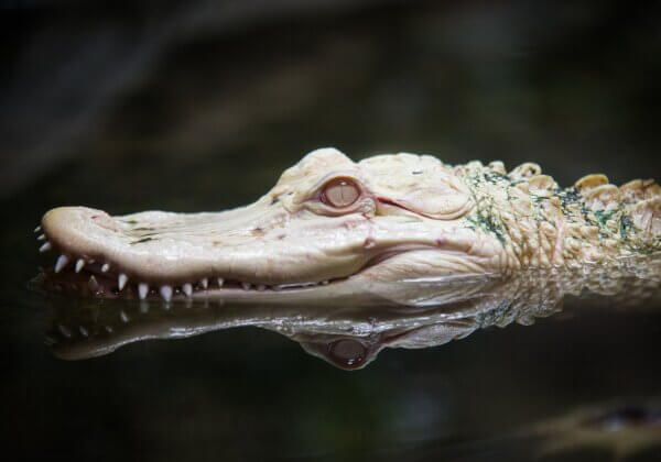 Concours pour nommer l’alligator albinos de Planet Exotica : PETA propose « Jean-Aymar de la Captivité »