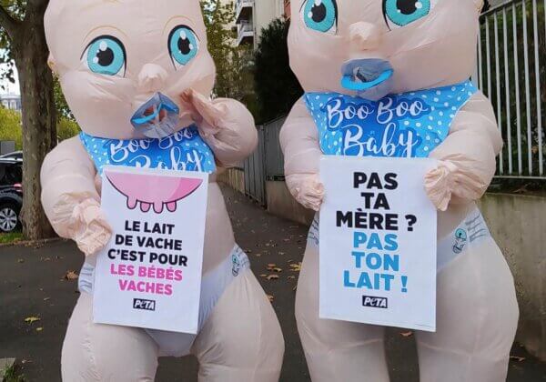 Des « bébés géants » dans la rue pour dénoncer les produits laitiers