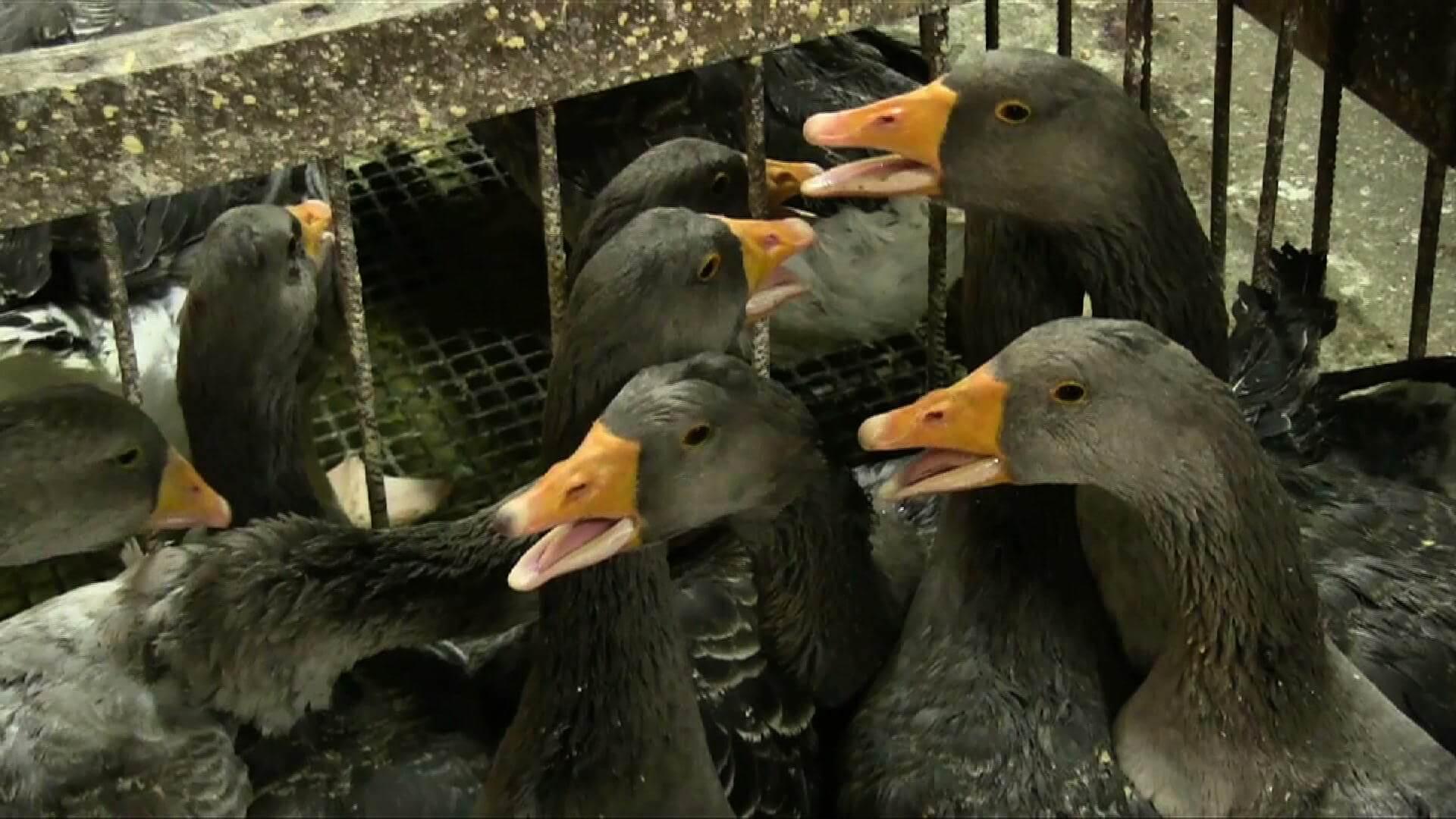 Journée mondiale anti foie gras : Welfarm lance sa campagne #VolAïeDeNoël  contre les souffrances des volailles élevées pour les fêtes - Welfarm