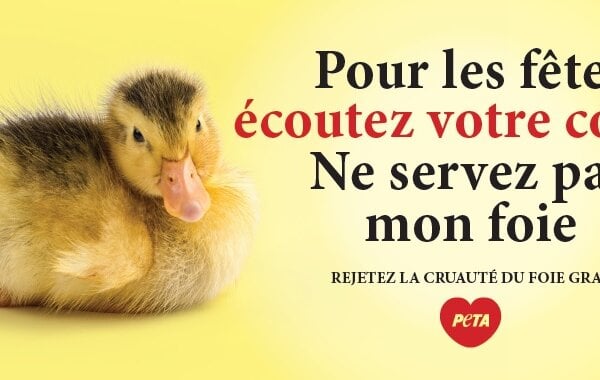 Foie gras : la nouvelle campagne de PETA refusée par les annonceurs