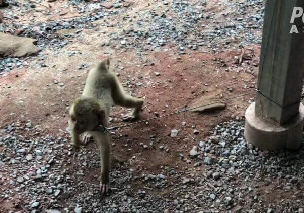 Mise à jour : le travail des singes est dissimulé dans l’industrie thaïlandaise de la noix de coco