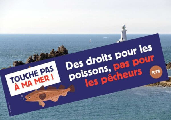 Jersey : une campagne de PETA demande des droits pour les poissons, pas pour les pêcheurs