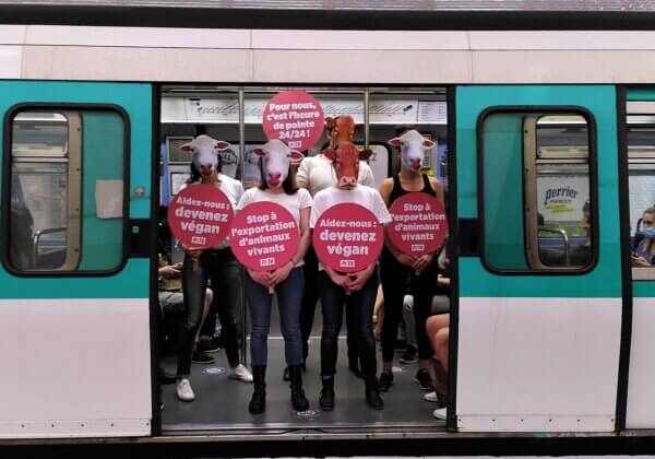 Des « vaches » et des « moutons » dans le métro pour protester contre l’exportation d’animaux vivants