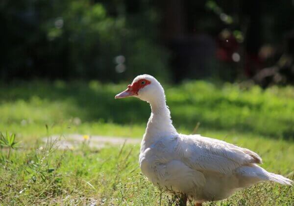 La mairie de la « capitale française de la culture 2022 » ne servira plus de foie gras