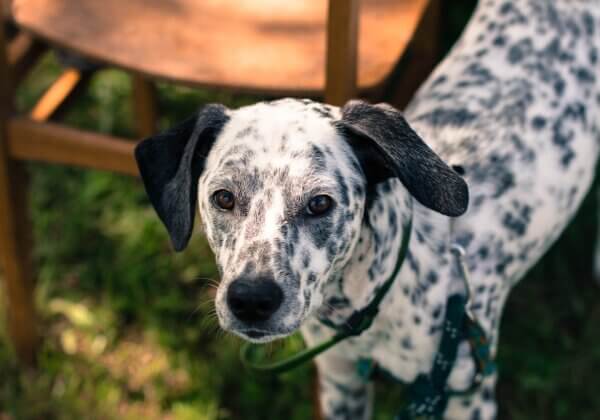 Bonne nouvelle : « Cruella » de Disney invite le public à se rendre dans un refuge pour animaux