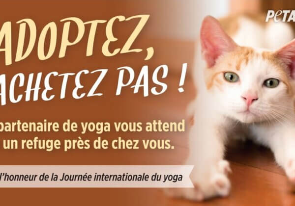 Journée internationale du yoga : adoptez un partenaire dans un refuge animalier