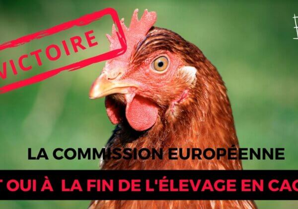 L’histoire est en marche ! La Commission européenne s’engage à interdire l’élevage en cage