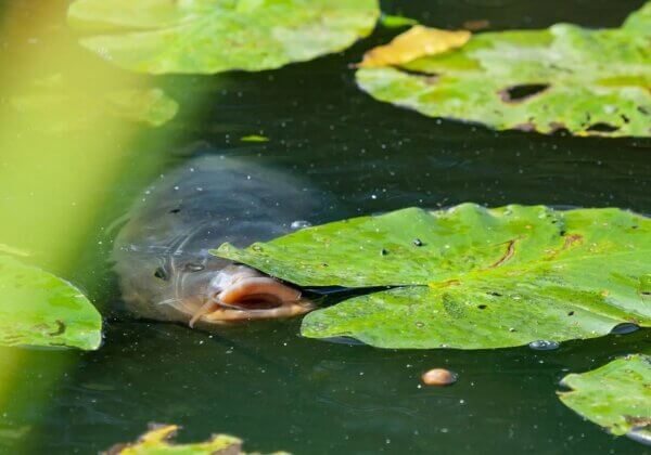 24 faits fascinants qui prouvent que les poissons sont des êtres supérieurs