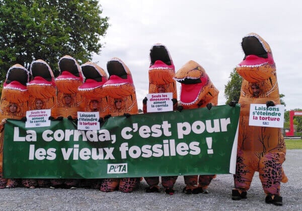 Une course de dinosaures à Bayonne pour protester contre la corrida