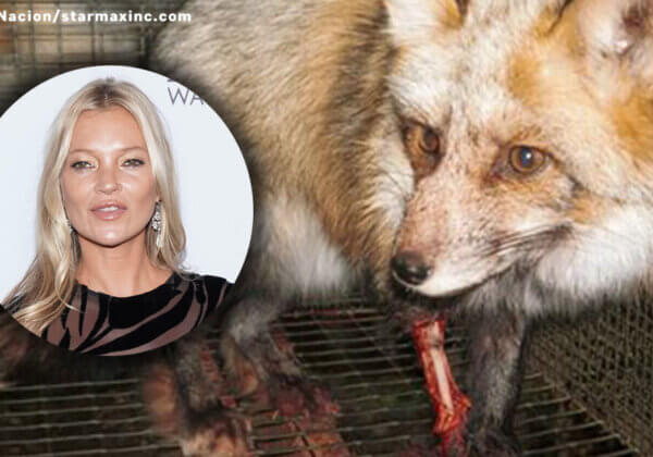 Kate Moss va-t-elle renoncer à la fourrure ?