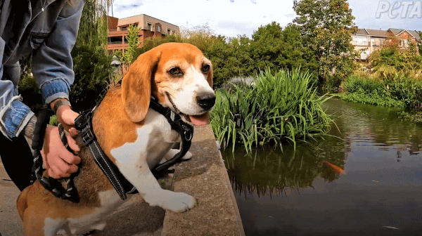 Vidéo : un beagle sauvé d’un gros fournisseur de laboratoire profite désormais librement des fêtes de fin d’année