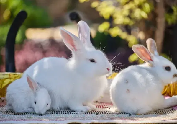 Célébrez le Nouvel An lunaire en agissant pour les lapins