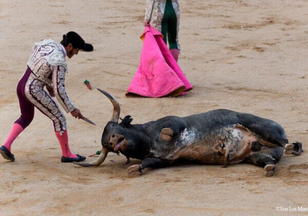 VIDÉO : Des militants sautent dans les arènes pour protester contre la corrida