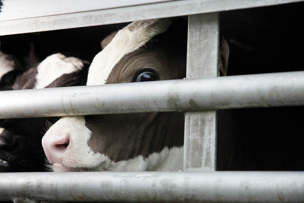 Un jeune Allemand dévoile son effrayant animal de compagnie