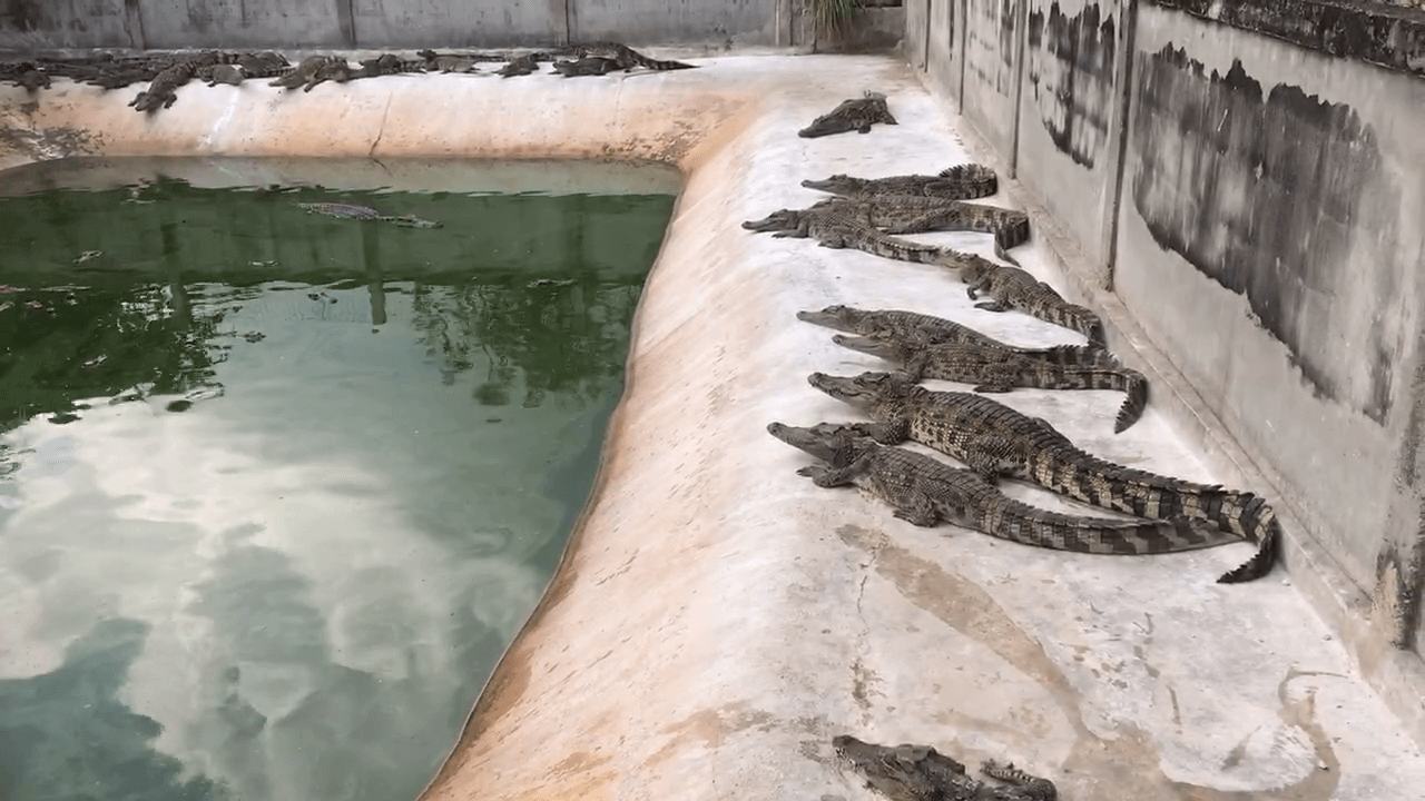 Thaïlande - des crocodiles poignardés et écorchés vifs - Actualités - PETA France