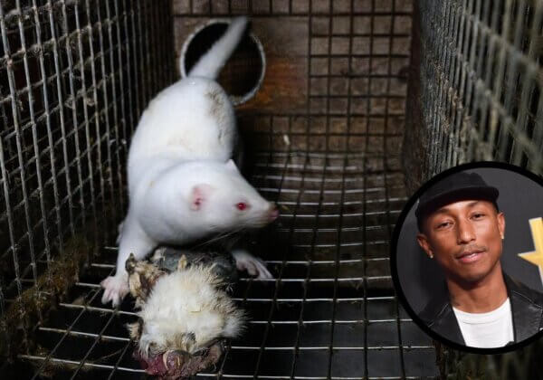 Pressez Pharrell Williams de rejeter fourrure et peaux d’animaux sauvages !