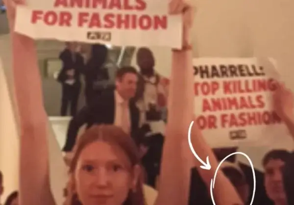 Les animaux ne sont pas des textiles : PETA interrompt la soirée de Pharrell Williams