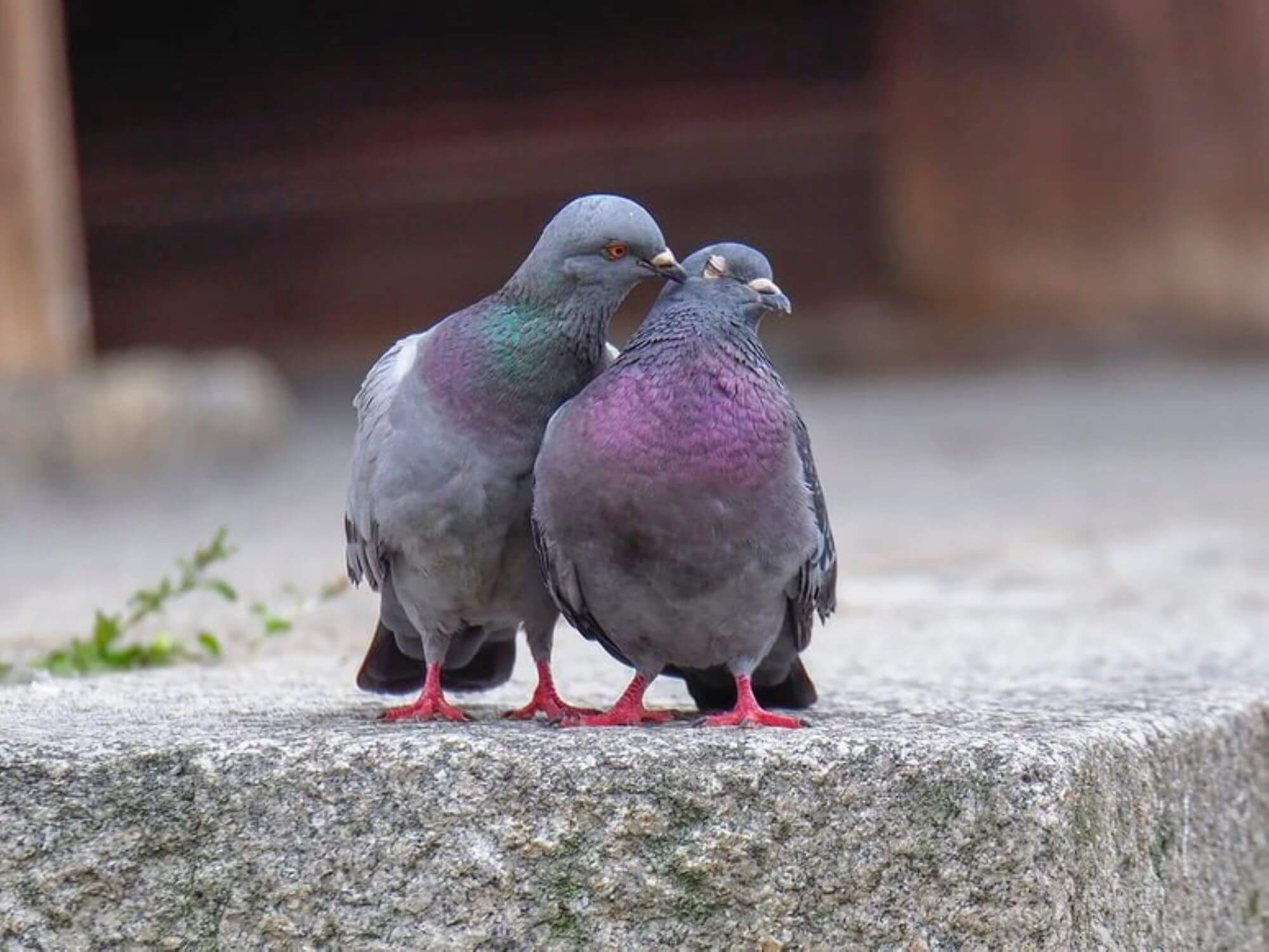 Journée Mondiale pour la Défense des Animaux Liminaires