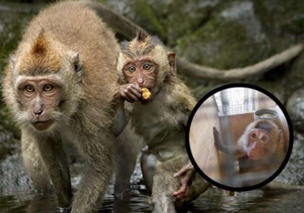 Secrets en soute – dites à SkyTaxi d’arrêter de transporter des singes vers des laboratoires