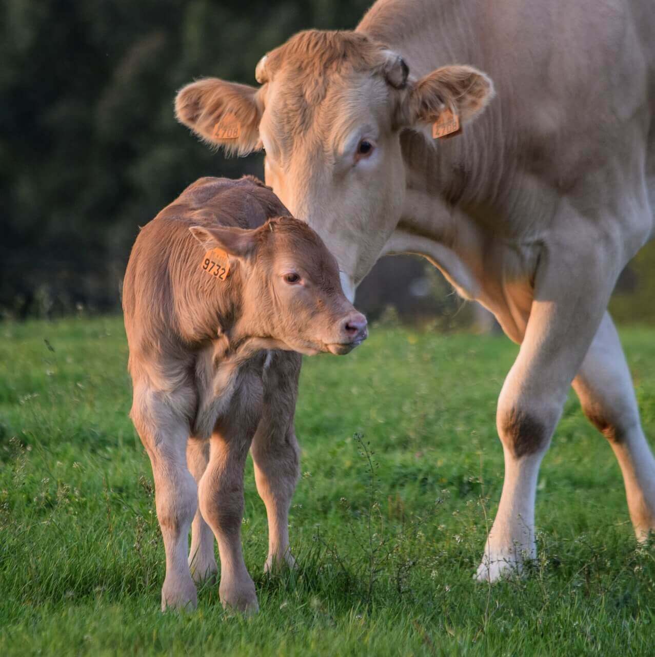 Chaque animal est un individu