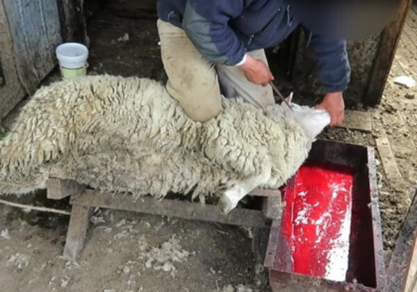 Demandez à LANO d’abandonner la lanoline !