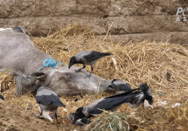 Les chevaux et les dromadaires travaillent jusqu’à la mort près des pyramides d’Égypte