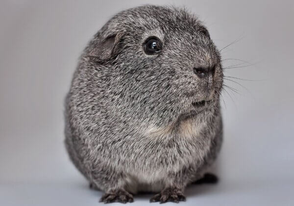 Excellente nouvelle ! La Roumanie interdit les élevages de chinchillas et de visons pour la fourrure