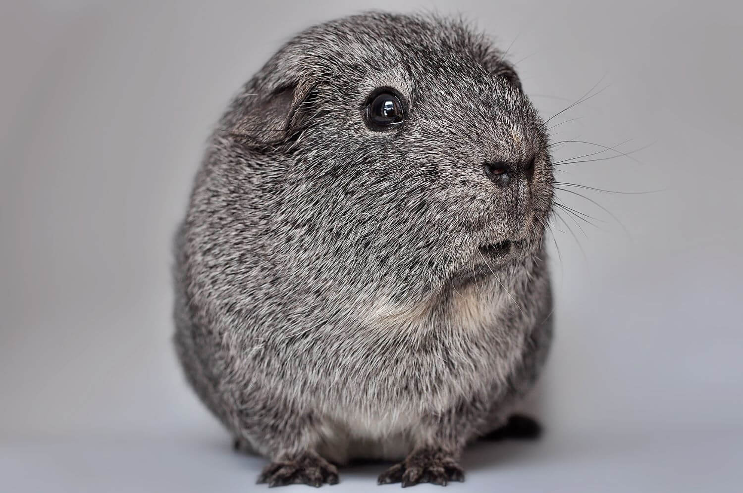 Excellente nouvelle ! La Roumanie interdit les élevages de chinchillas et de visons pour la fourrure