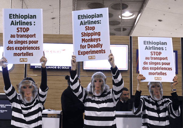 CDG : des « singes prisonniers » de PETA appellent Ethiopian Airlines à cesser le transport cruel et mortel de singes